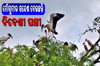 migratory birds arrives in kundheigola village