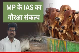IAS Satish Kumar S stray cattle Problem solution