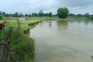 Flood situation in the state is grim again 6 districts of the state are in the grip of floods  അസമില്‍ തിരിമുറിയാതെ  Assam Flood  Flood in Assam  Assam  Rain and Flood updates in Assam  അസമില്‍ വെള്ളപ്പൊക്കം  ഗുവാഹത്തി മഴ  മഴക്കെടുതി