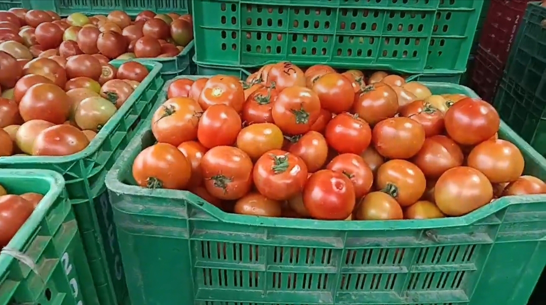 tomato price in himachal