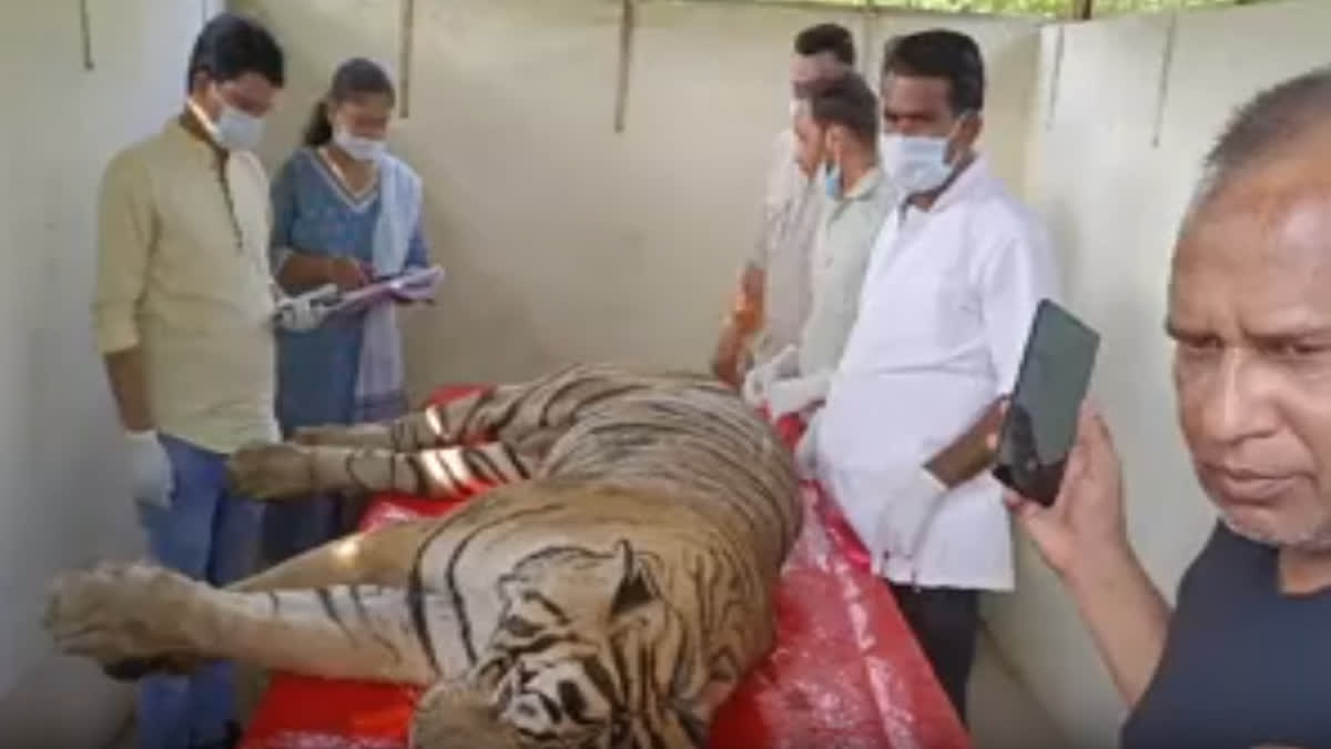 Tiger T 58 died in Ranthambore