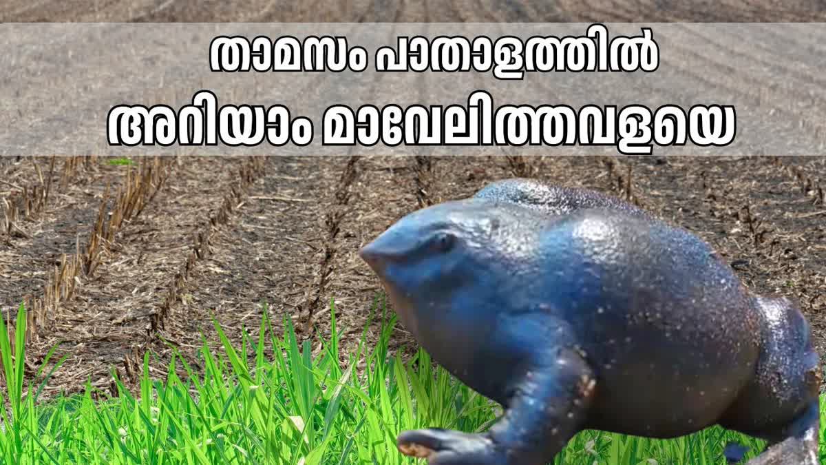 PURPLE FROG  പാതാള തവള  മാവേലി തവള  RARE PURPLE FROG FOUND