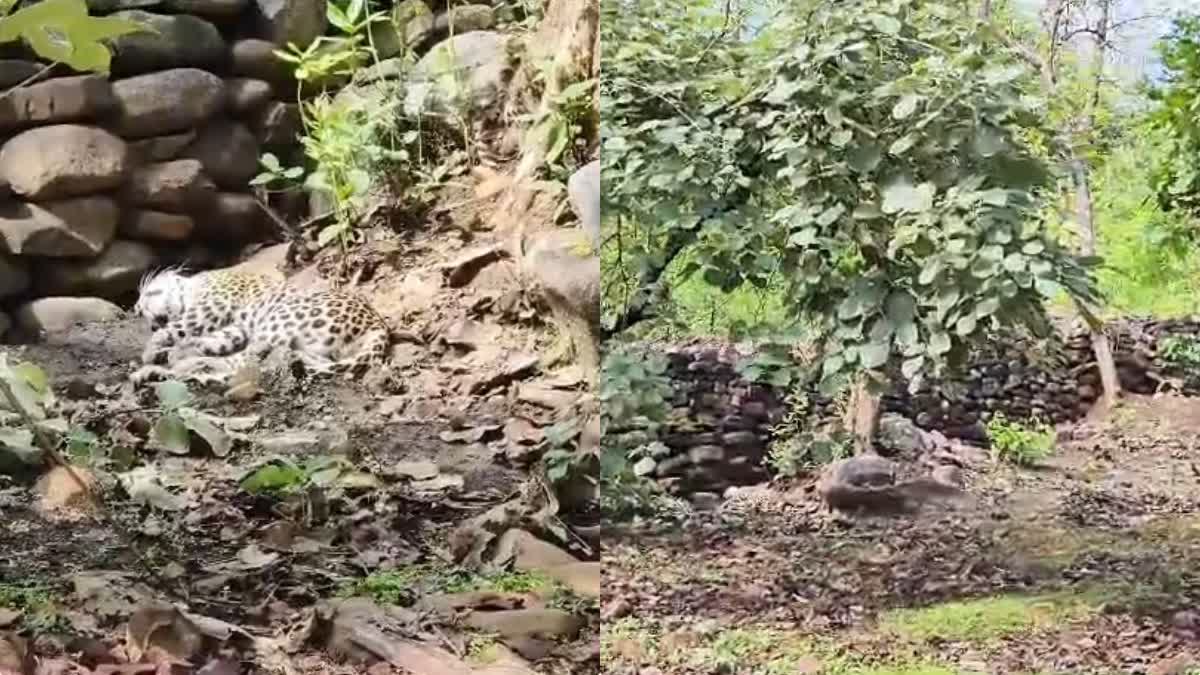 LEOPARD DIES IN PANNA TIGER RESERVE