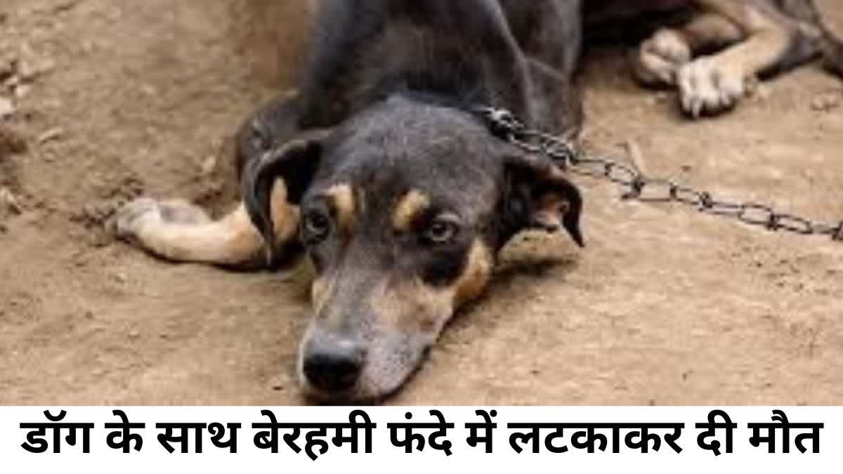 Cruelty with Dog