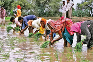 ಗದ್ದೆಯಲ್ಲಿ ಬಿತ್ತನೆ (ಸಾಂದರ್ಭಿಕ ಚಿತ್ರ)