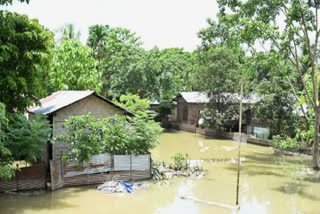 floods have taken a heavy toll in Kaziranga National Park this year