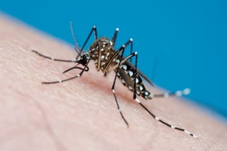 How to Avoid Dengue