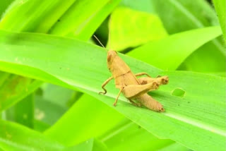 sfa-approved-some-16-species-of-insects-like-crickets-grasshoppers-to-eat