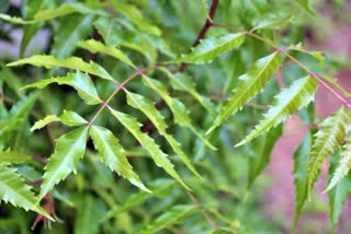 azadirachta indica simply known as neem is very useful for healthy life know some health benifits