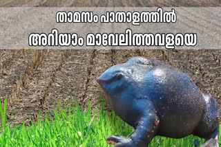 PURPLE FROG  പാതാള തവള  മാവേലി തവള  RARE PURPLE FROG FOUND