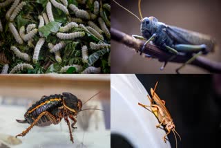 Insects Food In Singapore