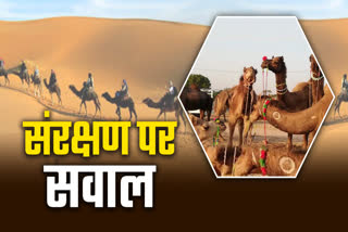 Camels Counts in Rajasthan