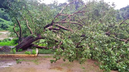 ಧರೆಗುರುಳಿದ ಅಶ್ವತ್ಥ ವೃಕ್ಷ