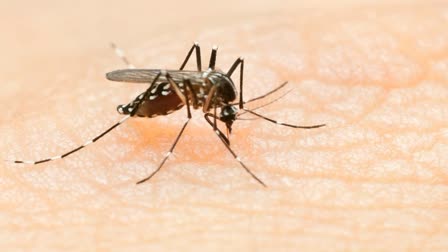 159 Test Positive For Dengue In Karnataka, Over 7,000 Cases Reported This Year