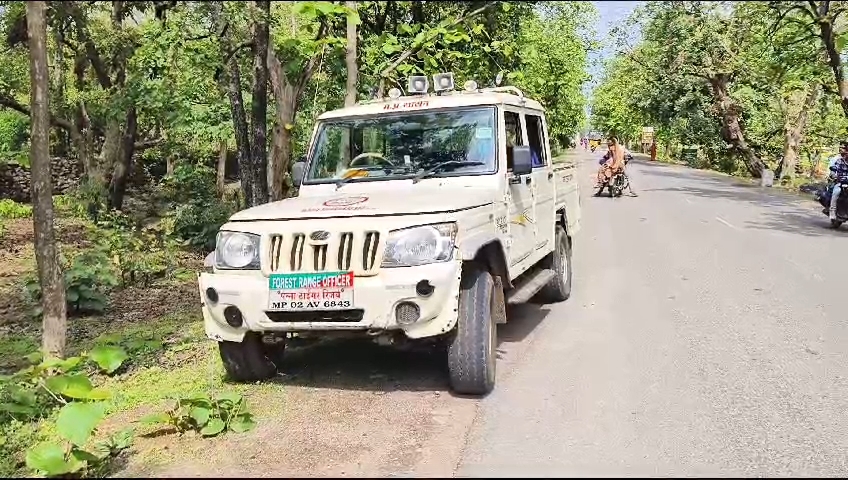 Leopard dies in Panna Tiger Reserve