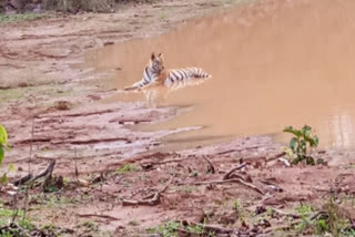 SIDHI TIGRESS HUNTED BUFFALO