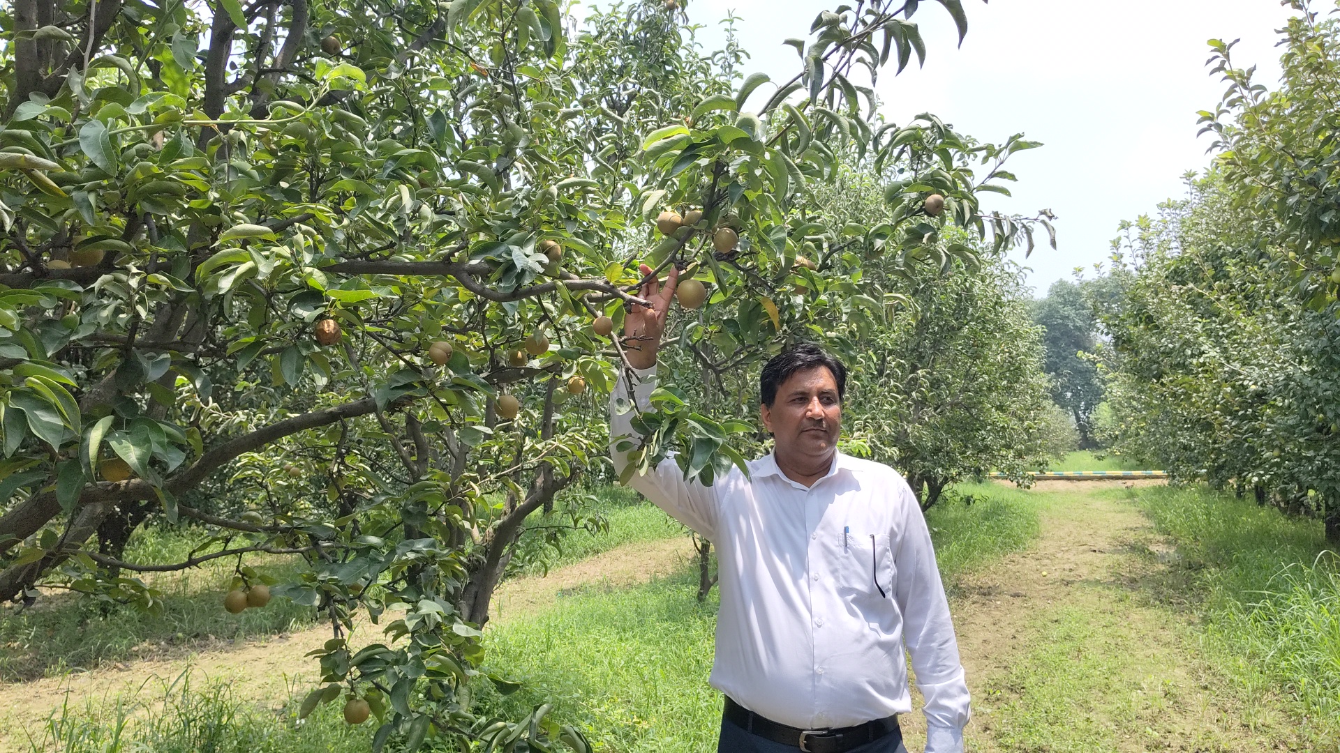 Japanese pear Nijisseiki planted in Ladwa of Kurukshetra farmers will become rich