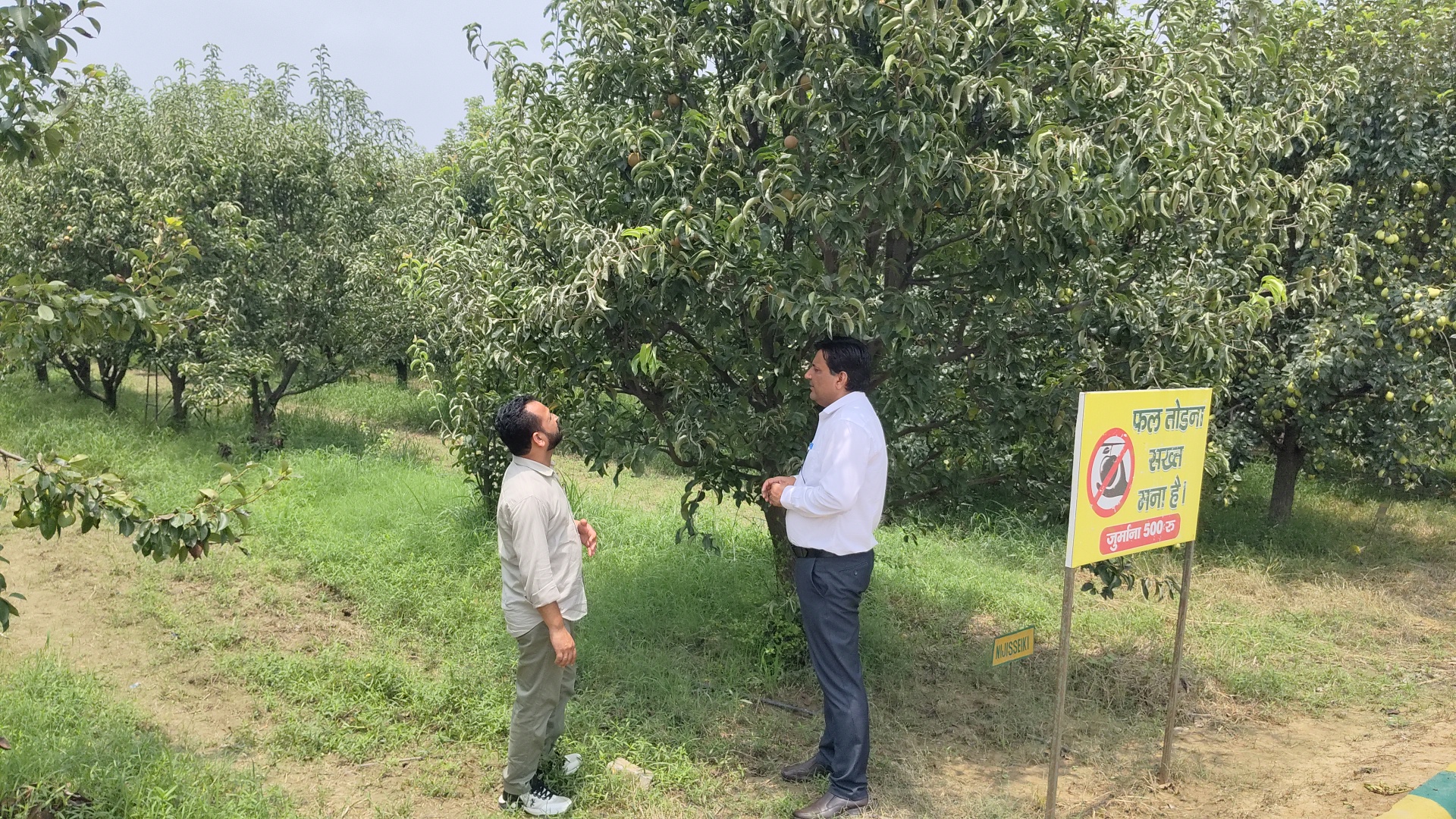 Japanese pear Nijisseiki planted in Ladwa of Kurukshetra farmers will become rich