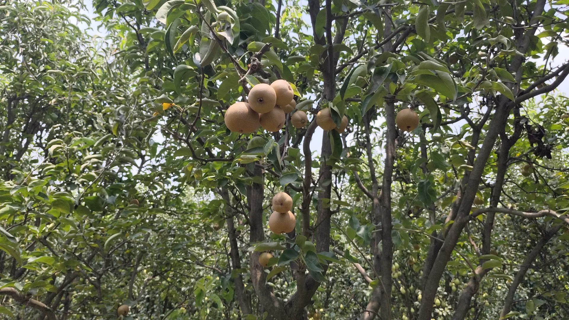 Japanese pear Nijisseiki planted in Ladwa of Kurukshetra farmers will become rich