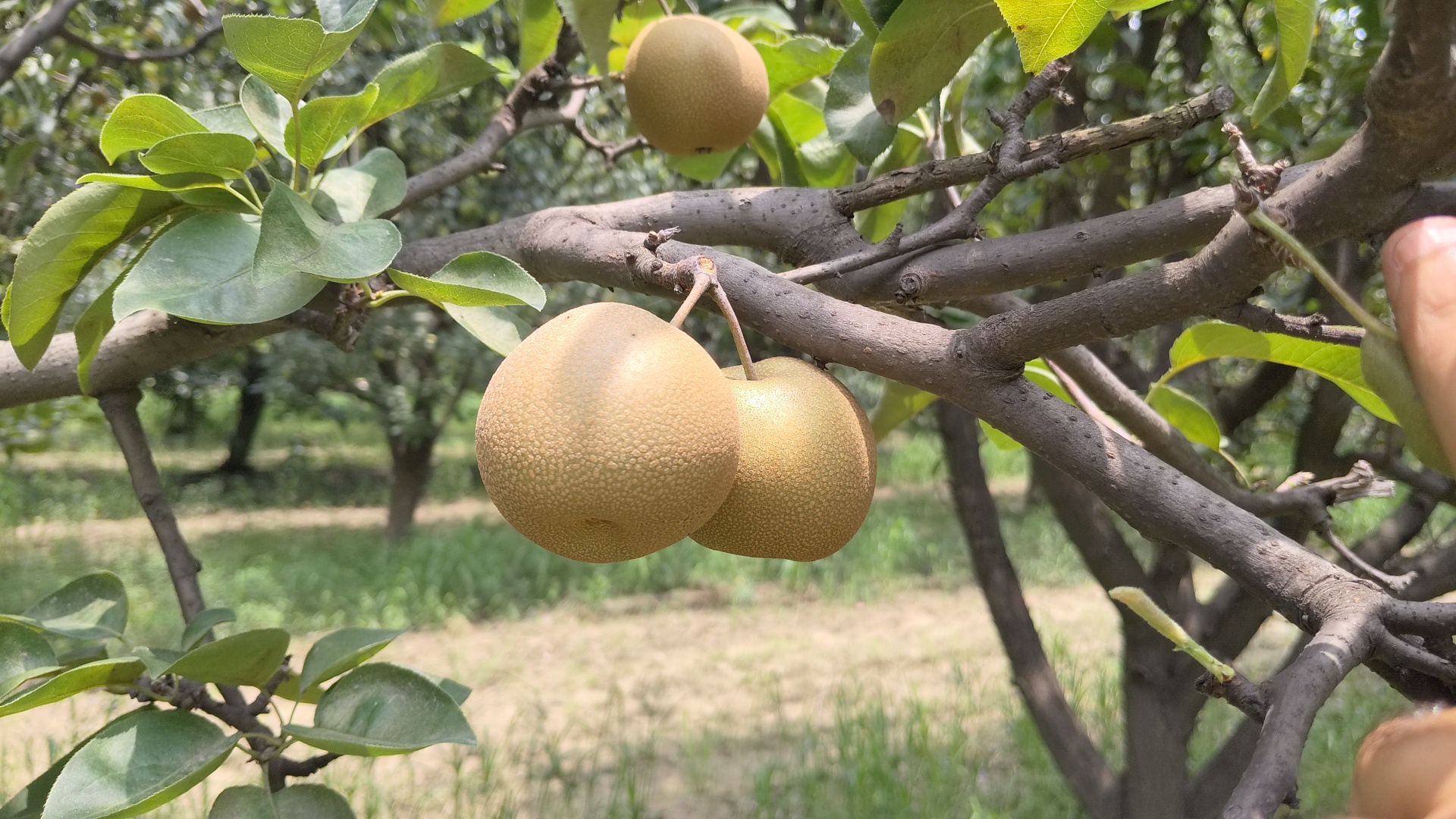 Japanese pear Nijisseiki planted in Ladwa of Kurukshetra farmers will become rich