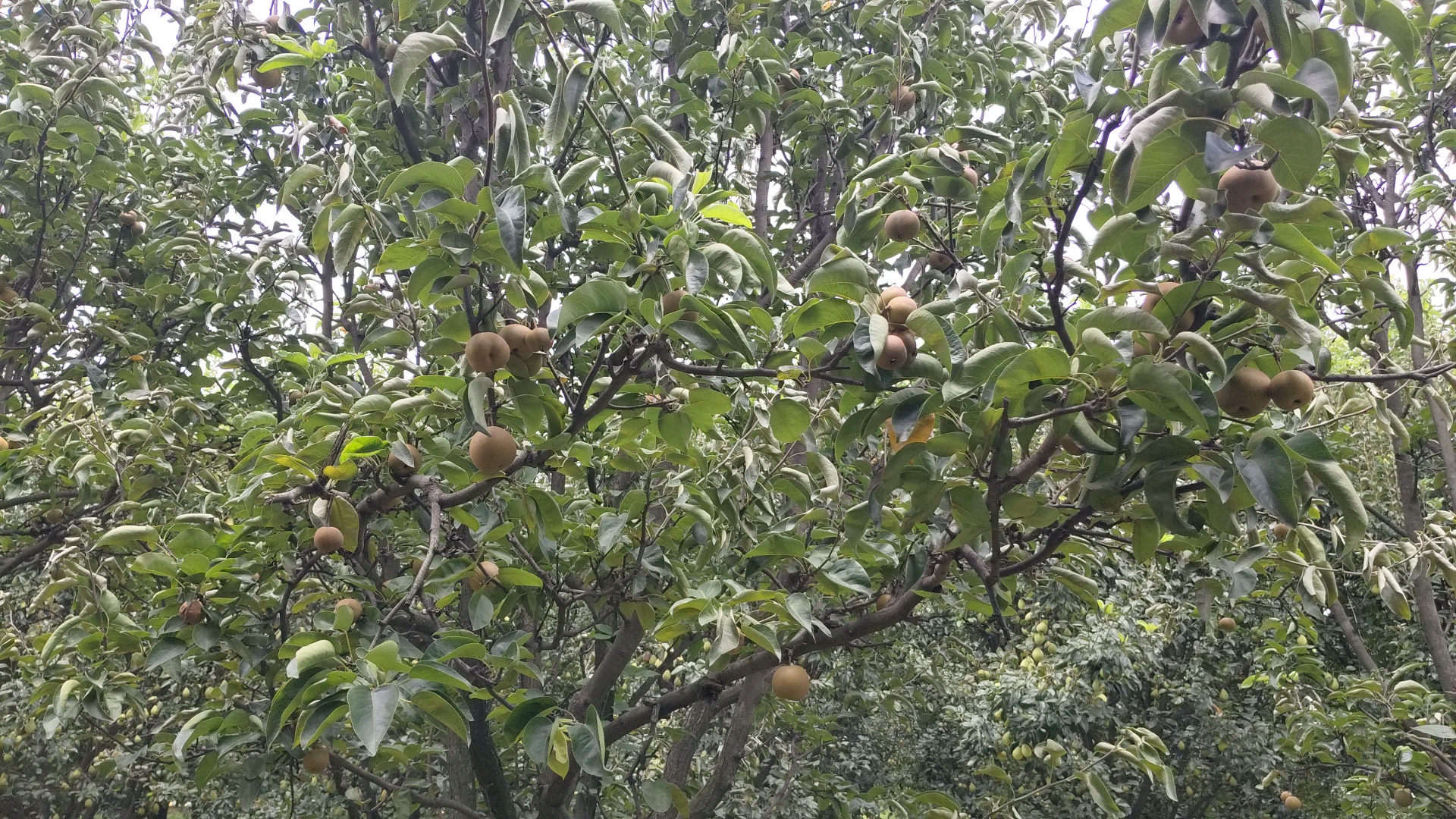 Japanese pear Nijisseiki planted in Ladwa of Kurukshetra farmers will become rich