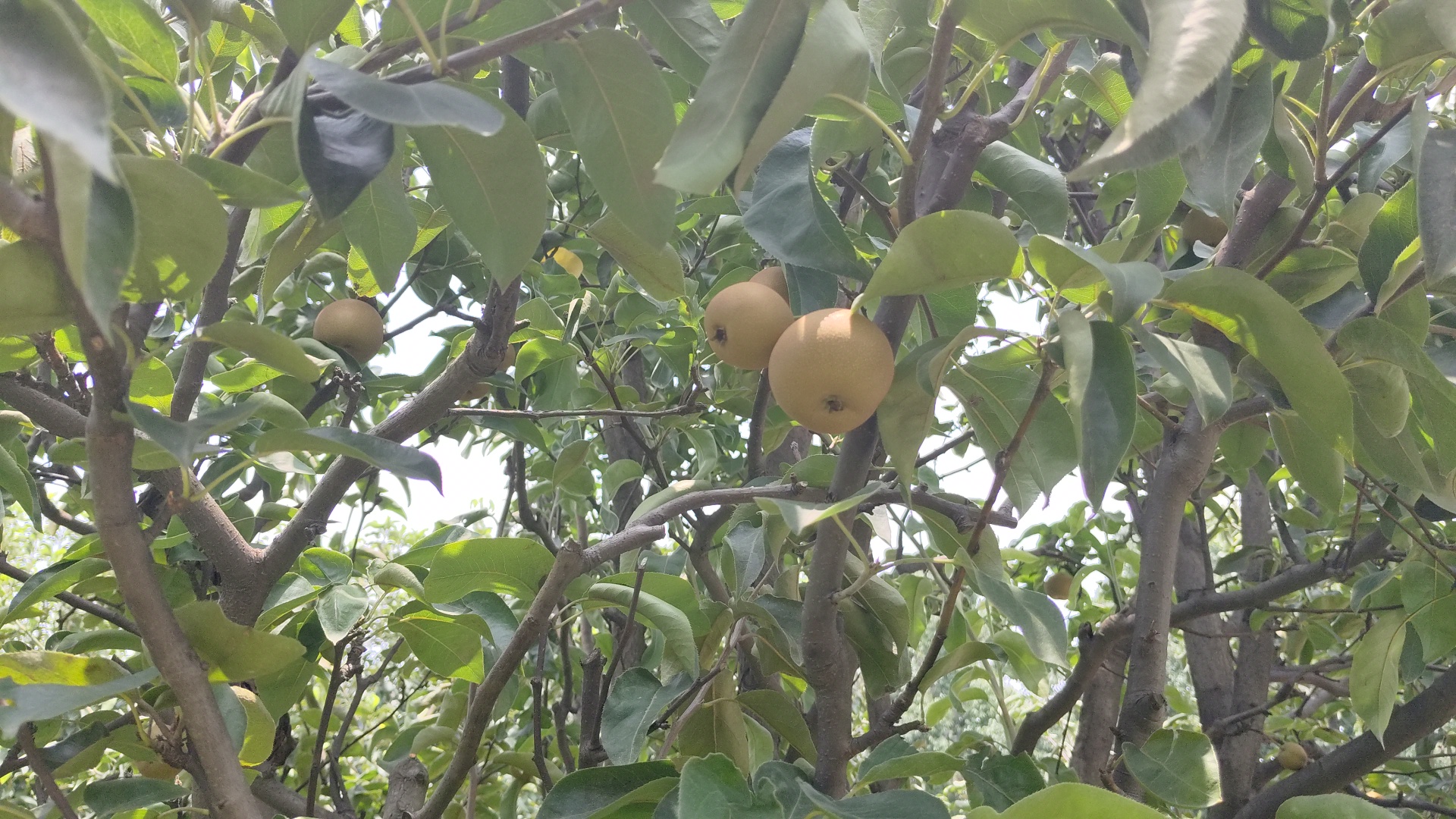 Japanese pear Nijisseiki planted in Ladwa of Kurukshetra farmers will become rich