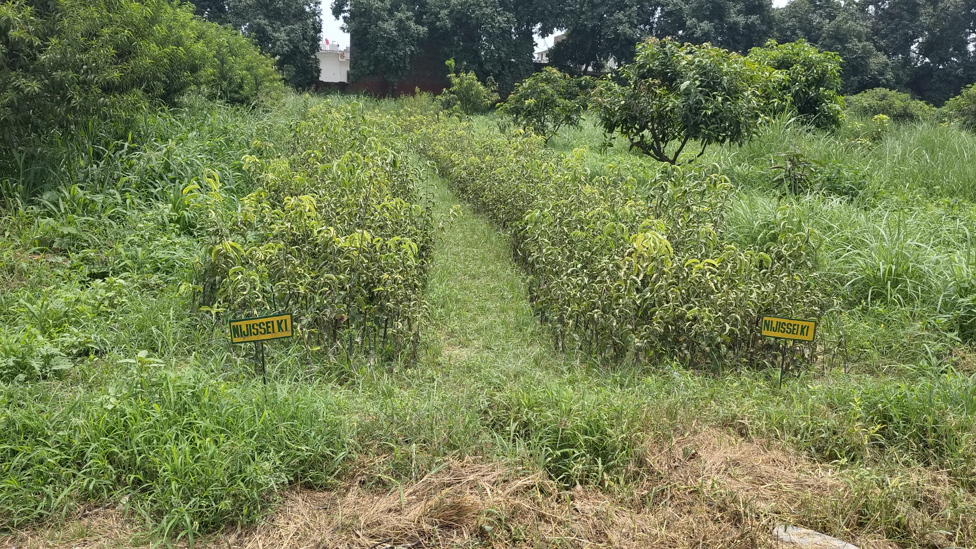 Japanese pear Nijisseiki planted in Ladwa of Kurukshetra farmers will become rich