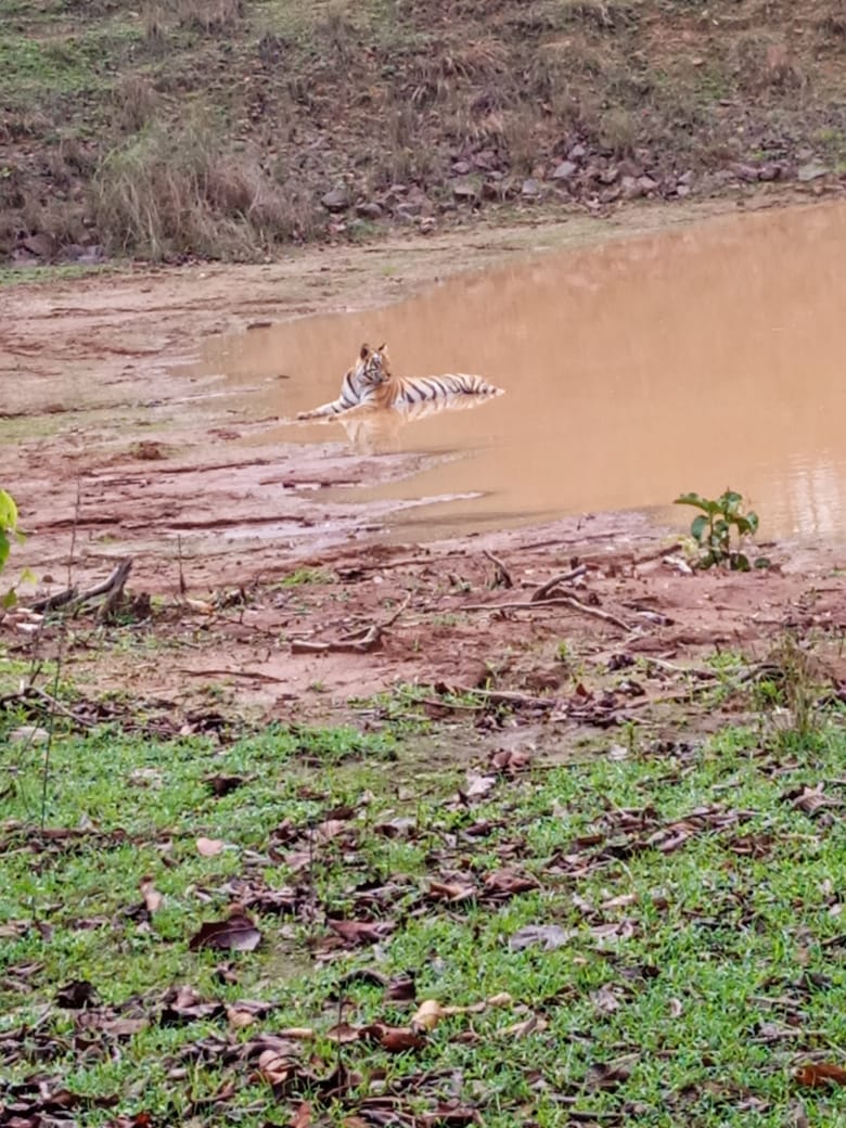 SIDHI TIGRESS IN BUFFER ZONE