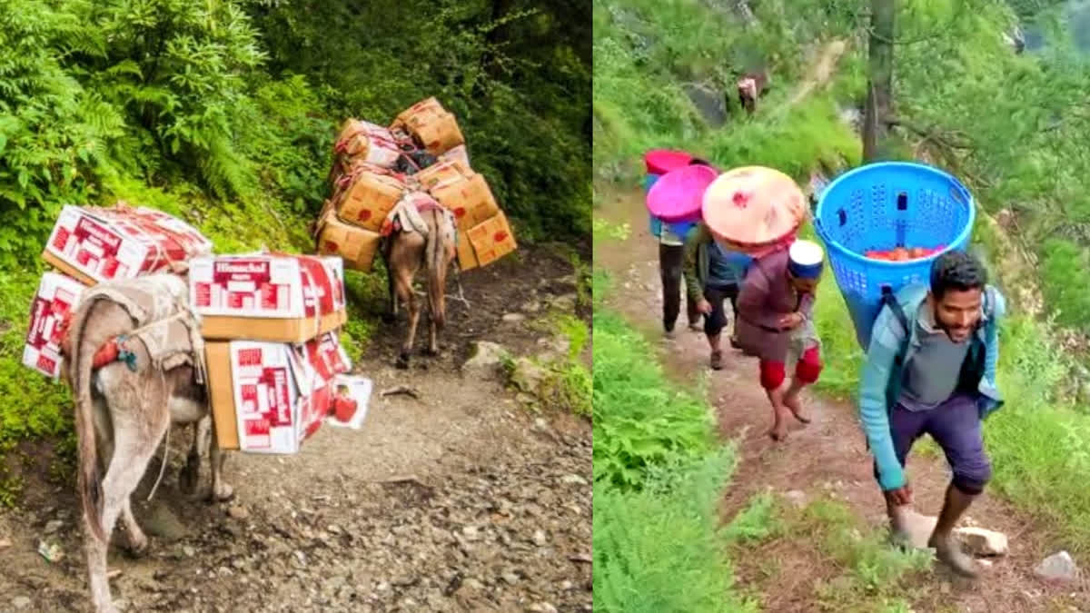 In flood-hit Himachal, prices of goods skyrocket as transportation decreased