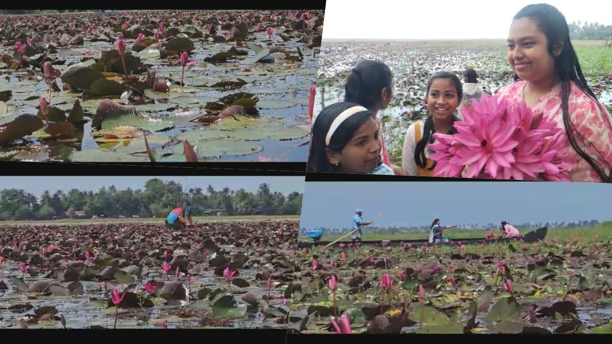 malarikkal-ambal-fest-tourism-red-water-lilies