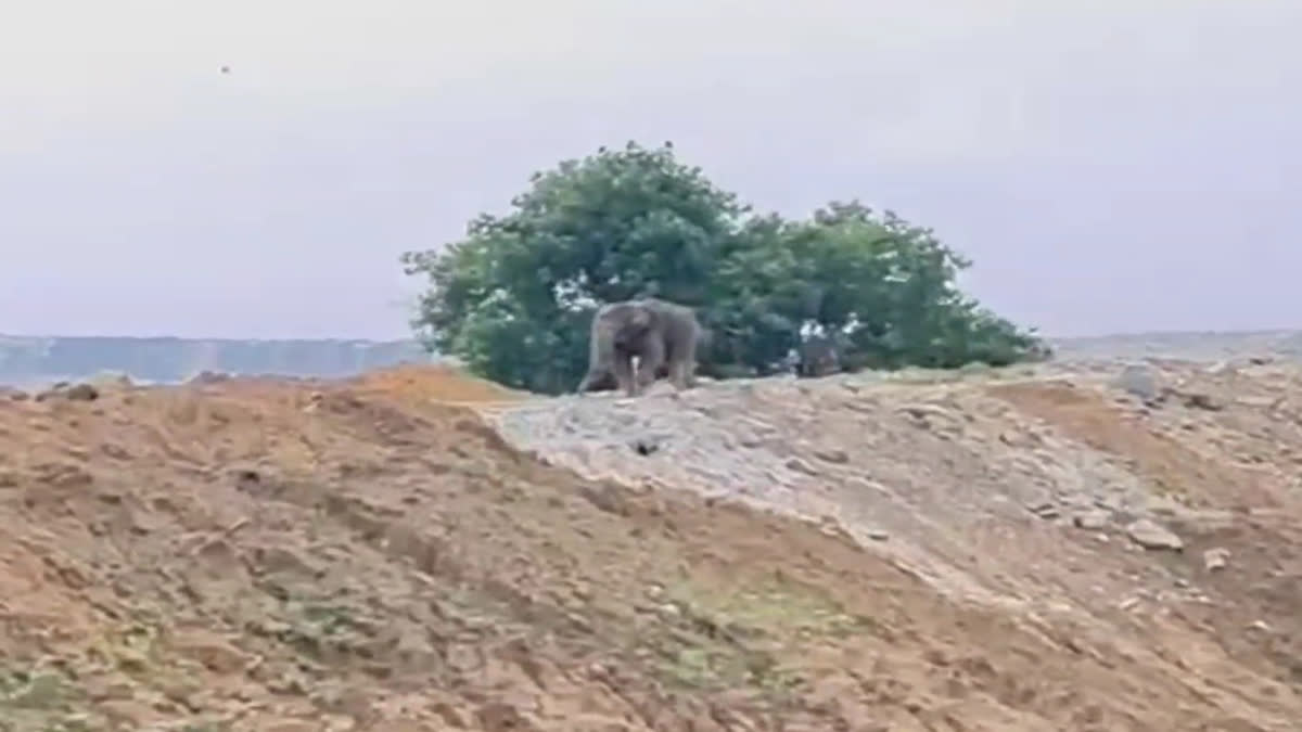Elephant Enters In Mines