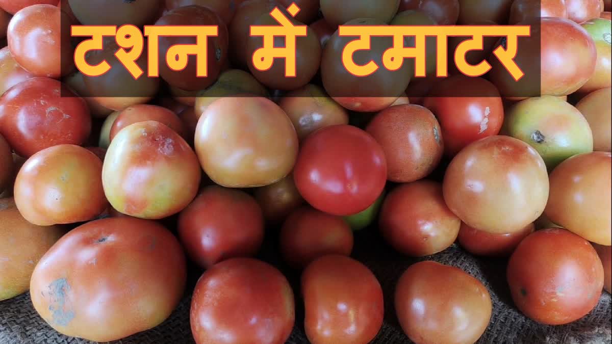 Tomato Price in Karnal Vegetable Market
