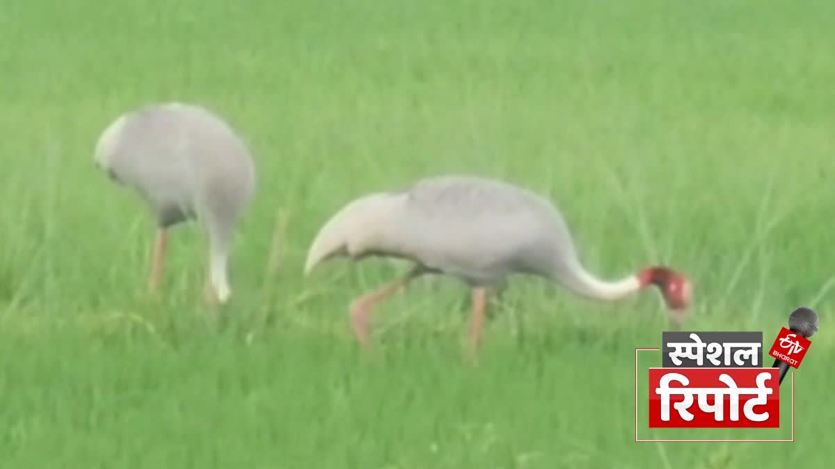 State Bird Stork in Gorakhpur Count 435 in figures