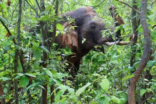 Ghatshila Elephant Terror