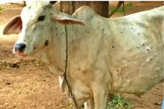 Lumpy Virus In Motihari