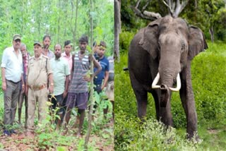 elephant attack in jashpur