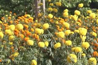 CULTIVATING MARIGOLD