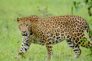 Leopard search operation at Uttar Pradesh's Bijnor