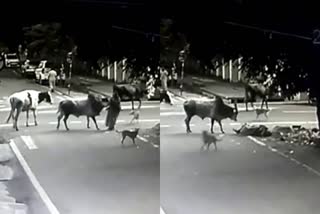 bull-attacked-old-lady-in-mysuru