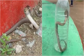 Cobra snake in police station
