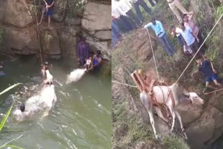 rescue-of-two-ox-that-fell-into-a-66-feet-well-in-hukkeri