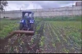 farmer destroyed 12 acres of crops