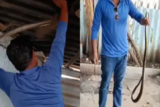 snake rescue found at itarsi railway station