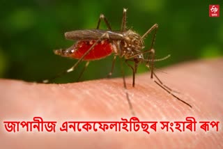 assam japanese encephalitis update