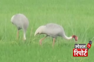 State Bird Stork in Gorakhpur Count 435 in figures