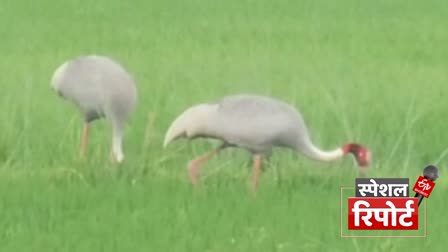 State Bird Stork in Gorakhpur Count 435 in figures