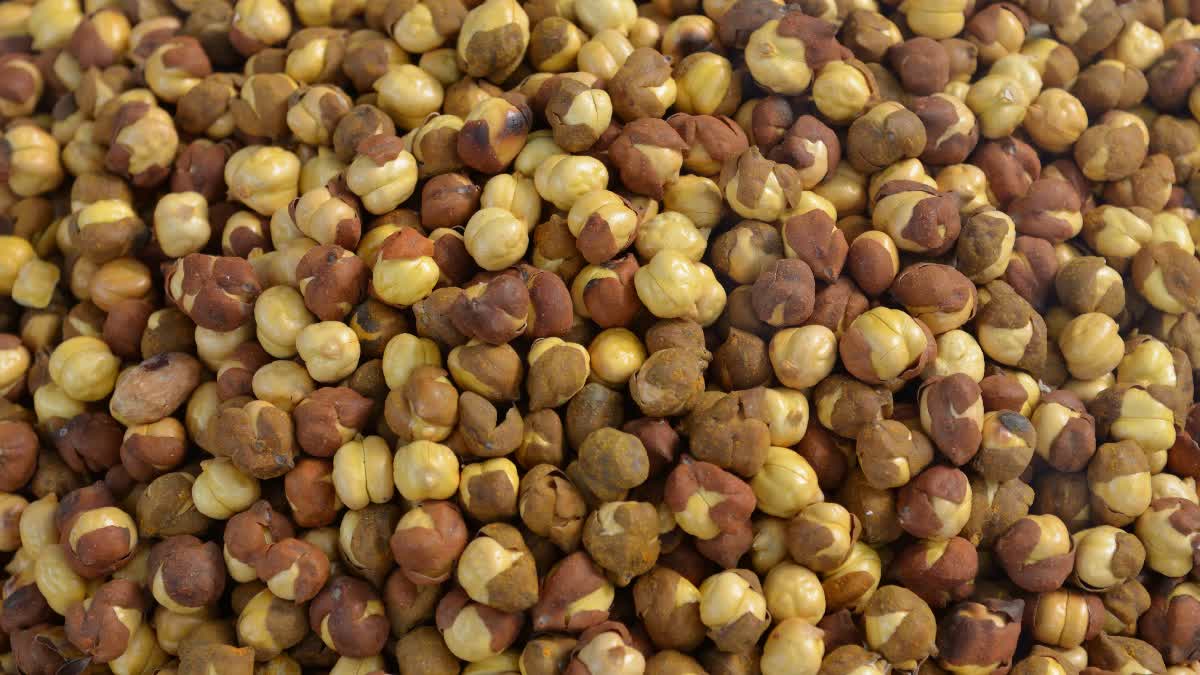 Roasted Gram Chana Benefits