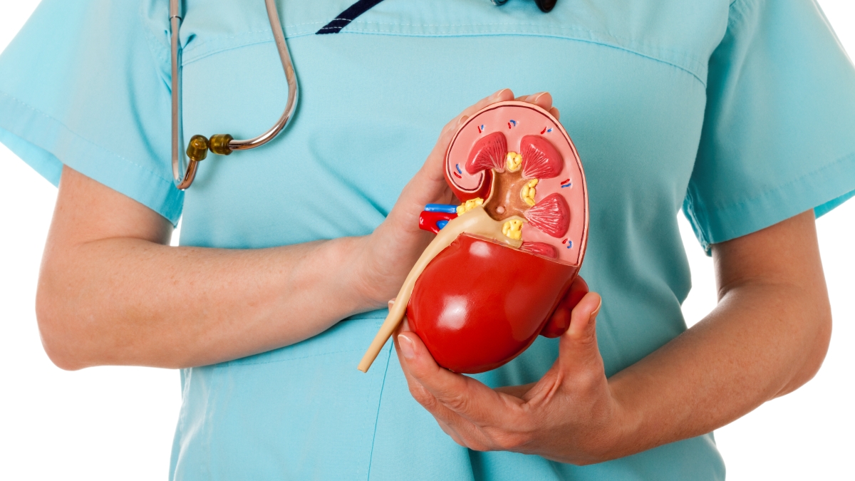 Does protein damage the kidneys?