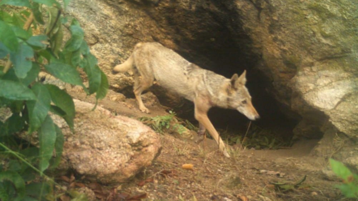 Mahuadanr wolf sanctuary in Palamu