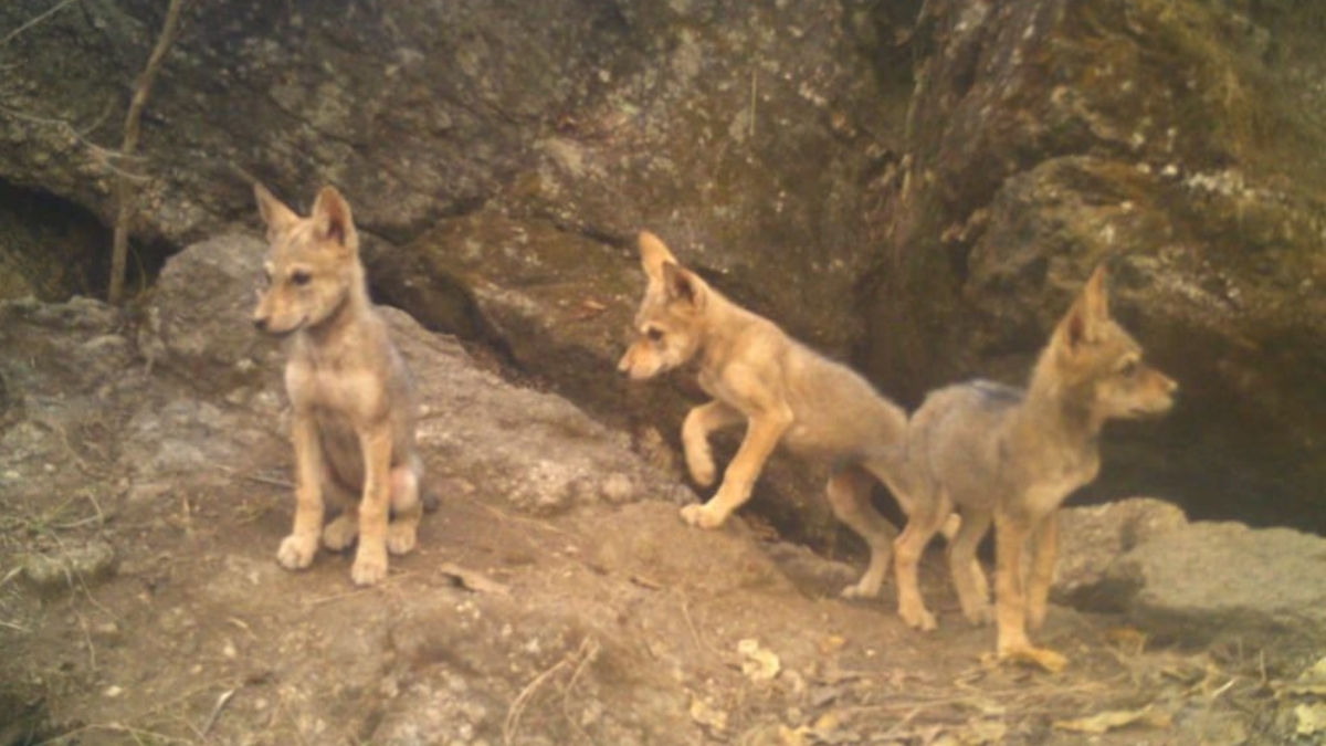 Mahuadanr wolf sanctuary in Palamu